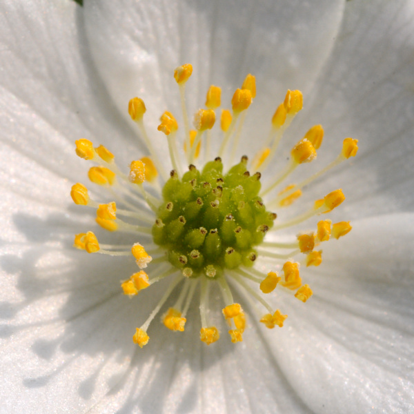 Anemonoides nemorosa / Anemone dei boschi